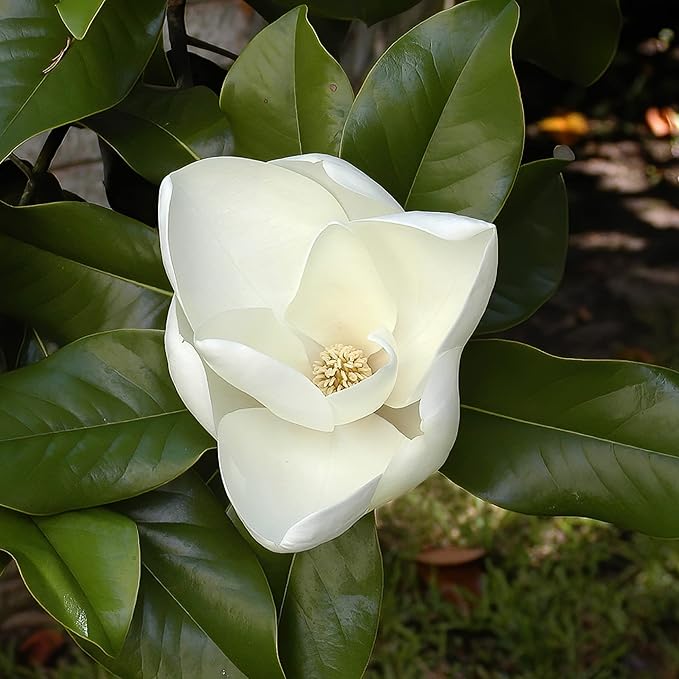 Southern Magnolia Seeds Magnolia Grandiflora Flowering Evergreen Ornamental Tree Fragrant Landscpaes Shage Trees Windbreaks Outdoor 10Pcs Flower Seeds by YEGAOL Garden