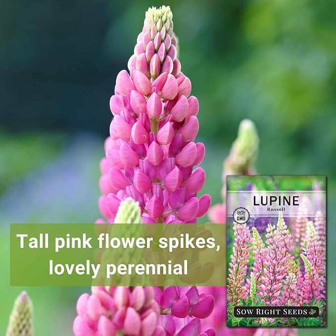 Sow Right Seeds - Russell Lupine Seeds for Planting - Non-GMO Heirloom Packet with Instructions to Plant in Your Garden - Perennial Flower to Attract Hummingbirds and Bees - Spiked Wildflower Mix (2)