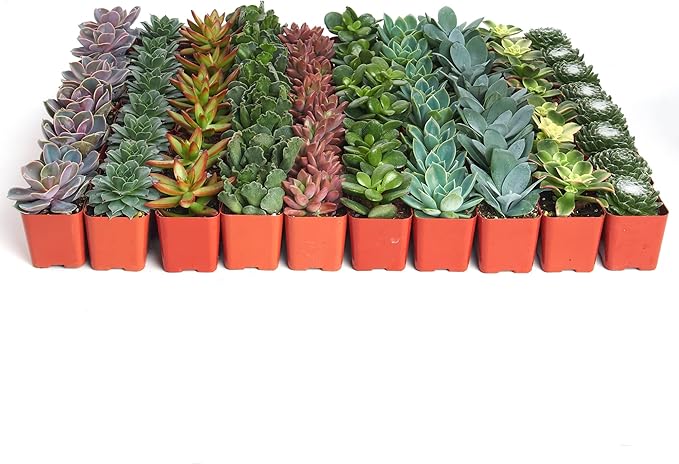 Shop Succulents Assorted Succulent Plant Pack Bulk Collection - Live Mini Succulent Plants, Low Maintenance, Mixture of Colors & Textures - Wedding and Party Favors, Gift & Garden, Pack of 256