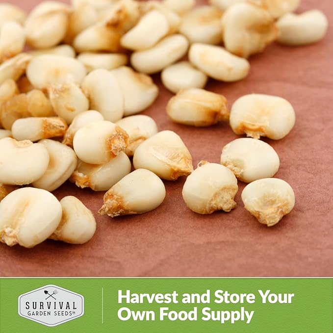 Hickory King Corn Seed for Planting - 5 Packets with Instructions to Plant and Grow White Field or Dent Corn in Your Home Vegetable Garden - Non-GMO Heirloom Variety - Survival Garden Seeds