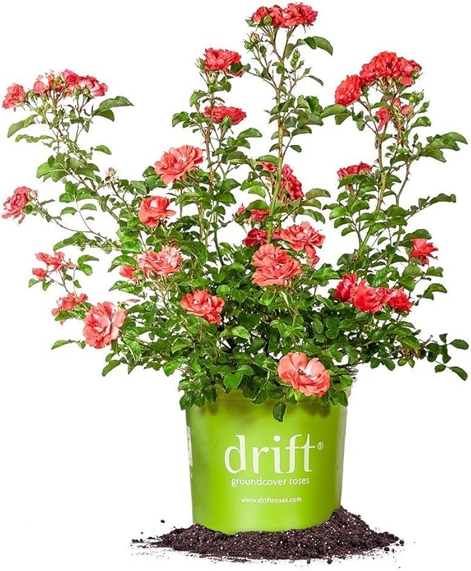 PERFECT PLANTS Coral Drift Rose Live Plant, 3 Gallon, Includes Care Guide