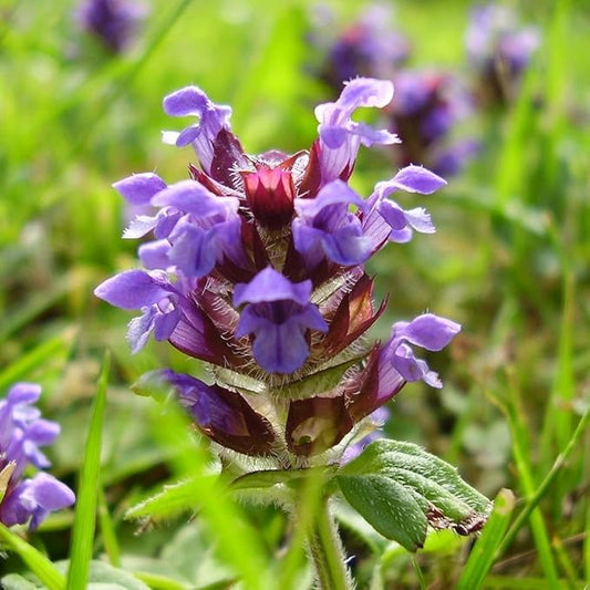 Prunella vulgaris VAR. lanceolata (Heal All) 700 Seeds by Earthcare Seeds Heirloom - Non GMO - Open Pollinated