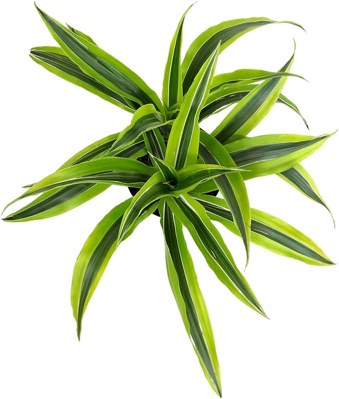 Dragon Tree Easy Plant 6 Inch Plant Pot, Real Plants for Living Room Decor, Office Plant, Low Light House Plants, House Plants Indoors Live Plants Indoor Plants Live Houseplants by Plants for Pets