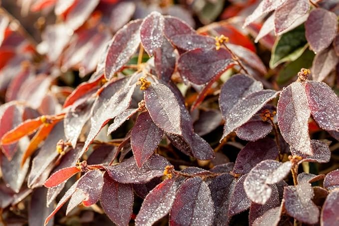 Zhuzhou LOROPETALUM - Size: 3 Gallon, Live Plant, Includes Special Blend Fertilizer & Planting Guide