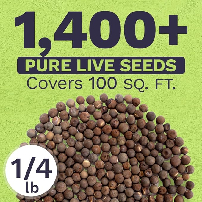 Sweet Pea Seeds Royal Mix - Bulk 1/4 Pound Bag - Over 1,400 Seeds - Large Fragrant Lavender, Purple, Red, Pink and White Blooms