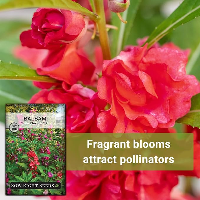 Sow Right Seeds - Balsam Tom Thumb Mix Flower Seeds for Planting - Indoors or Outdoors - Non-GMO Heirloom Packet with Instructions to Plant in Your Garden - Impatiens - Colorful Blooms (1)