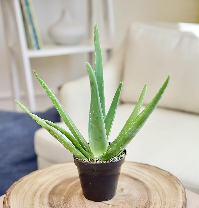 Aloe Vera Plant Live Succulent Plants, Live Aloe Vera Plant Succulents, Live Aloe Plant in Aloe Plant Pot, Aloe Plants Live Indoor Plants, Live Aloe Vera Plant Indoor House Plants by Plants for Pets