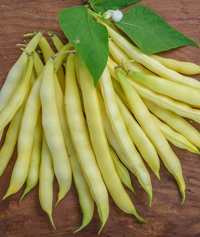 Burpee Golden Wax Organic Bush Bean Seeds 1 ounces of seed