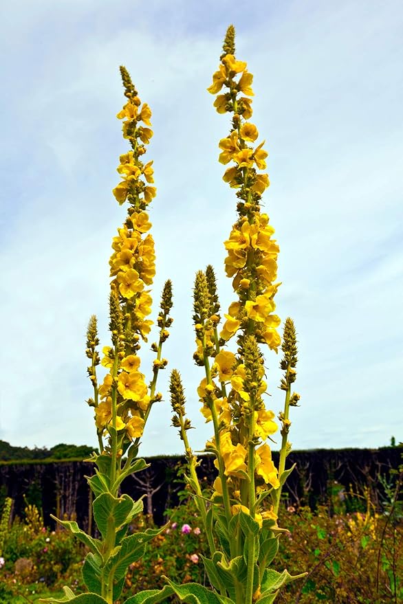 Great Mullein Verbascum thapsus 150 Seeds Heirloom- Non GMO - Open Pollinated