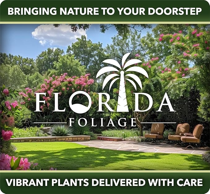 Orange Bird of Paradise | Strelitzia Reginae | 10 Live Plants | Tropical Perennial Blooming Specimen