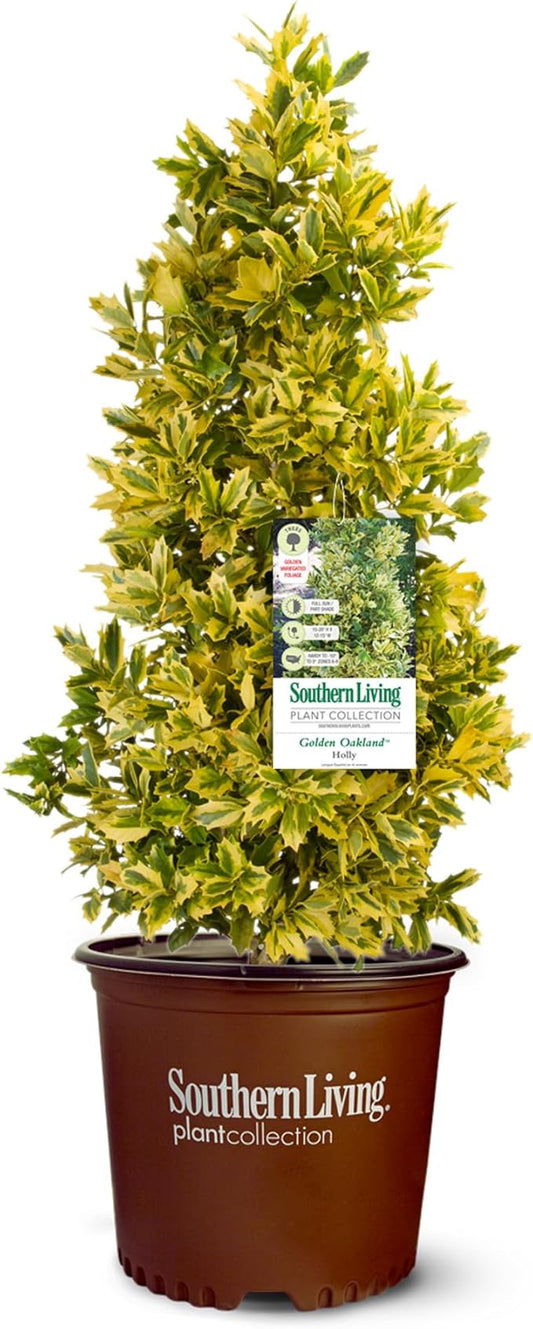 3 Gallon Southern Living Plant Collection Holly Golden Oakland Shrub