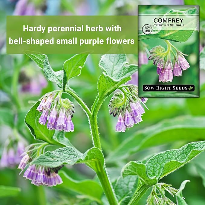 Sow Right Seeds - Comfrey Seeds for Planting - Non-GMO Heirloom Packet with Instructions to Plant an Outdoor or Indoor Herb Garden - Roots & Leaves for Home Remedies - Medicinal Salve, Oil, Tea (2)