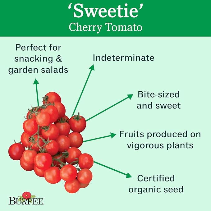 Burpee 'Sweetie' Organic, Heirloom Red Cherry Tomato, 125 Non-GMO Seeds