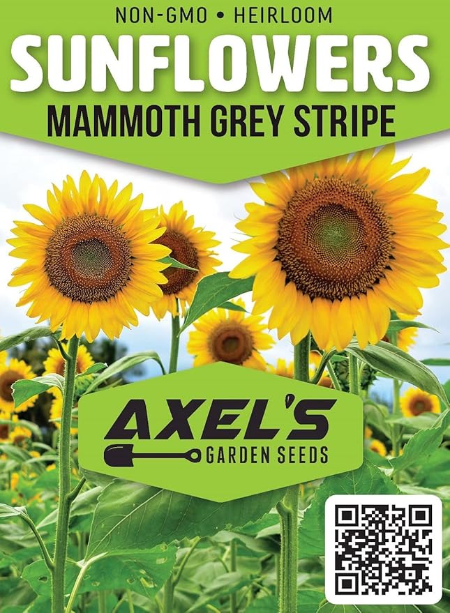 Mammoth Sunflower Seeds for Planting - Grow Giant Sun Flowers in Your Garden - 50 Non GMO Heirloom Seeds - Full Planting Instructions for Easy Grow - Great Gardening Gifts (2 Packets)