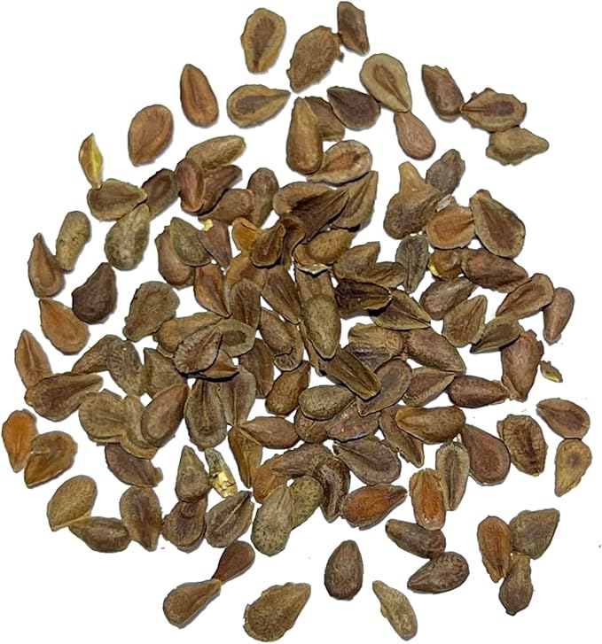 Seed Needs Orange Butterfly Milkweed Seeds for Planting - Heirloom & Untreated - Grow a Butterfly Garden to Attract Monarch Butterflies & Pollinators (2 Packs)