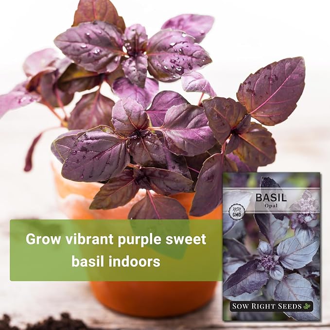 Sow Right Seeds - Opal Basil Seeds for Planting - Non-GMO Heirloom Packet with Instructions to Plant Indoors or Outdoor - Great for Hydroponics or Growing a Kitchen Herb Garden - Purple Leaves (1)