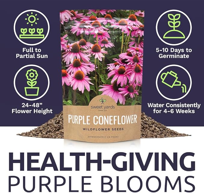 Purple Coneflower Seeds – Bulk Quarter Pound Packet – Over 12,000 Open Pollinated Non-GMO Wildflower Seeds – Echinacea purpurea