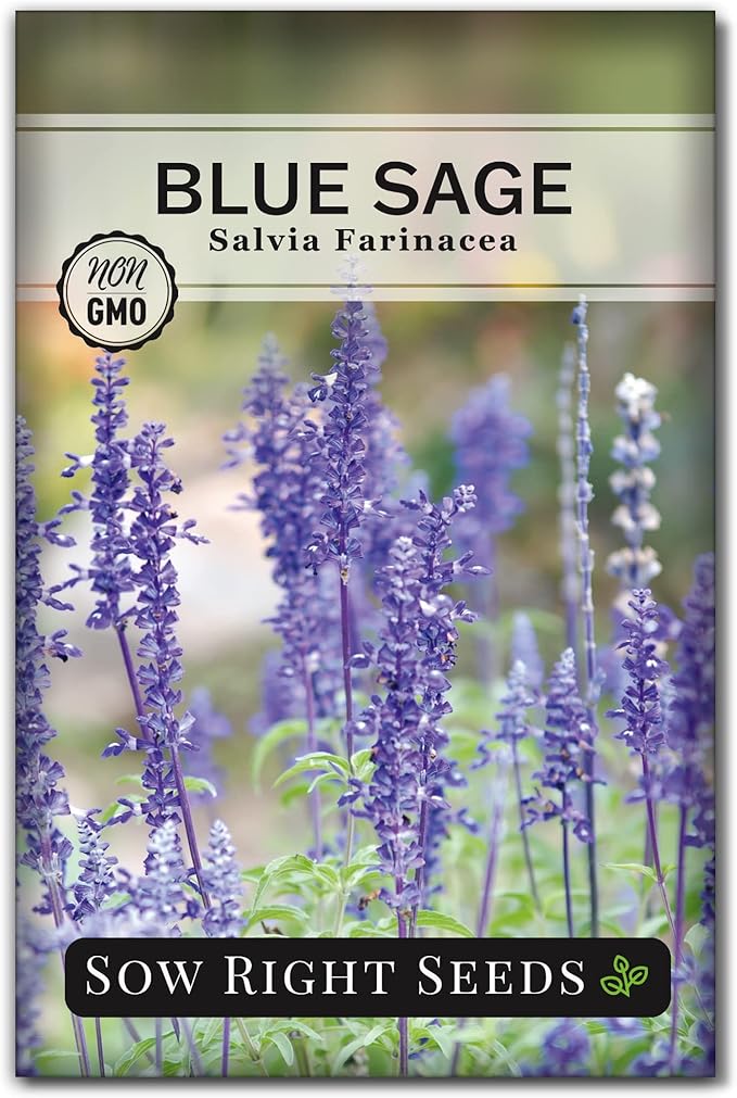 Sow Right Seeds - Blue Sage Wildflower Seed to Plant - Non-GMO Heirloom Seeds - Full Instructions for Planting and Growing Mealycup Sage or Salvia farinacea - Indoors or Outdoor - Gardening Gift (1)