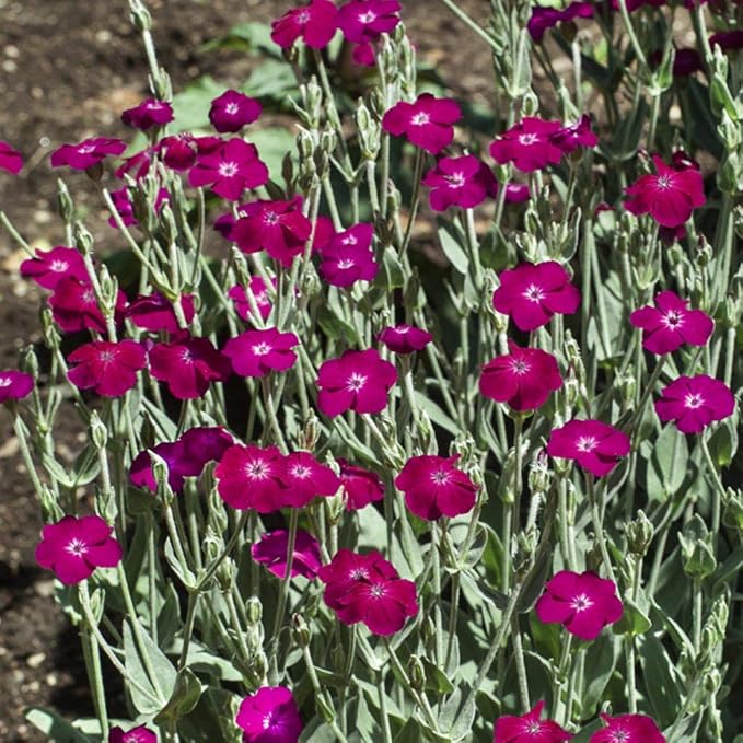 Outsidepride 10000 Seeds Perennial Lychnis Coronaria Rose Campion Flower Seeds for Planting