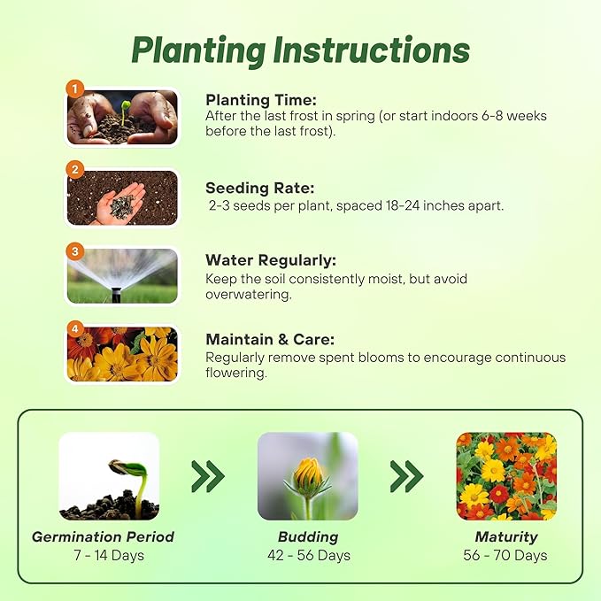 Outsidepride Mexican Sunflower Seeds Mix - 1000 Pcs Annual, Easy-to-Grow, Mixed Tithonia Speciosa Flower Seeds w/Drought-Tolerant Blooms for Pollinator Gardens & Vibrant Summer Landscaping