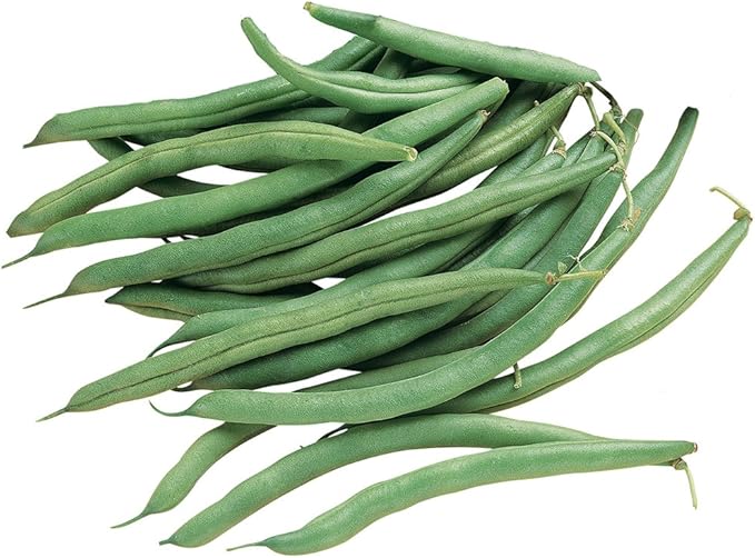 Burpee Blue Lake 274 (Organic) Bush Bean Seeds 2 ounces of seed
