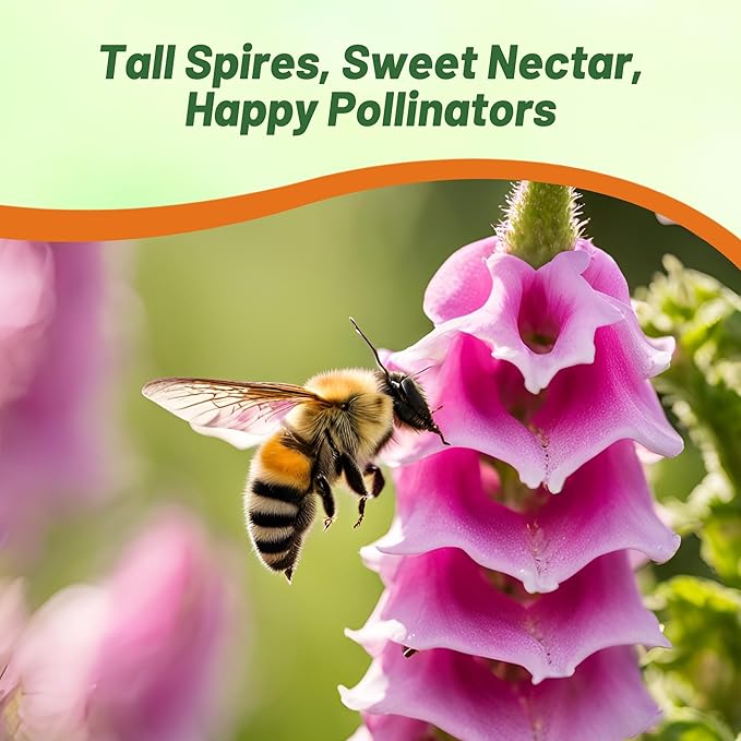 Outsidepride Digitalis Purpurea Foxy Foxglove Seeds – 10000 Pcs Biennial, Prolific, Tall Growing Flower Seeds w/Pollinator-Friendly Blooms for Shaded Gardens & Outdoor Landscapes (AAS Winner)