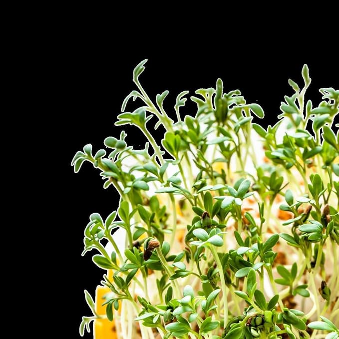 Nature Jims Sprout/Sprouting Seeds, Clover – Organic Non-GMO Premium Resealable Bag for Longer Freshness Rich in Vitamins, Minerals, Fiber, 16 oz