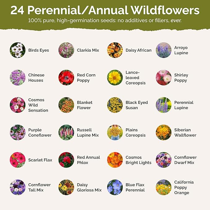 Eden Brothers Texas Wildflower Mixed Seeds for Planting, 1 oz, 30,000+ Seeds with Cornflower, Birds Eyes, African Daisy | Attracts Pollinators, Plant in Spring or Fall, Zones 3, 4, 5, 6, 7, 8, 9, 10