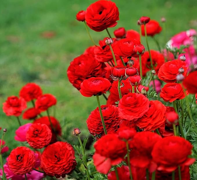 Mixed Peony Ranunculus Bulbs- Persian Buttercup -10 Corms Bulbs Flowering Blooms Perennial Bulbous Root Garden Plant (Red)