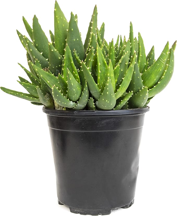 Succulents Plants Live Indoor Plants, Aloe Nobilis Plants Live Houseplants, Live Succulents Live Plants Indoor Succulent Plants, Indoor Plant Real Succulents Plants House Plants by Plants for Pets