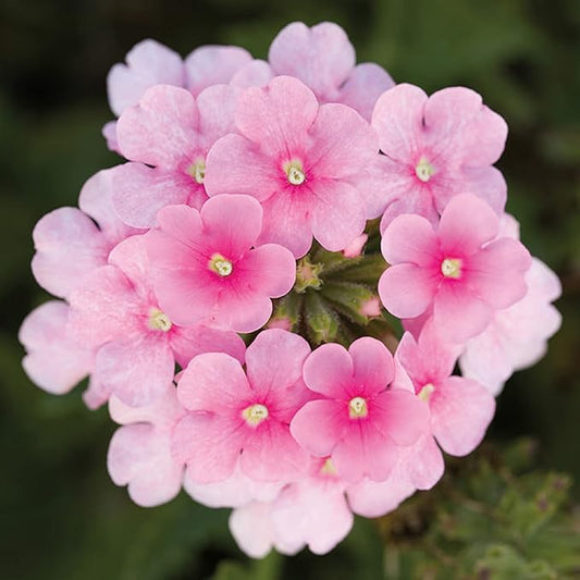 CHUXAY GARDEN Pink Trailing Verbena Seed 100 Seeds Ornamental Flowering Plant Attract Butterflies and Bees Easy Cultivating
