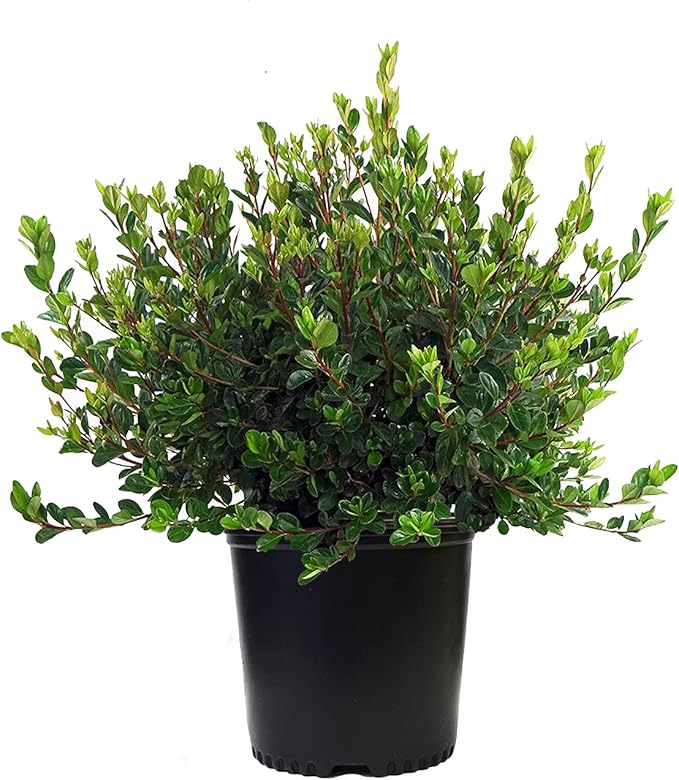 Azalea 'Stewartstonian' (Azalea) Shrub, red flowers, #2 - Size Container