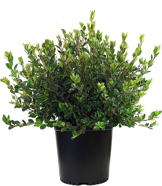 Azalea 'Stewartstonian' (Azalea) Shrub, red flowers, #2 - Size Container