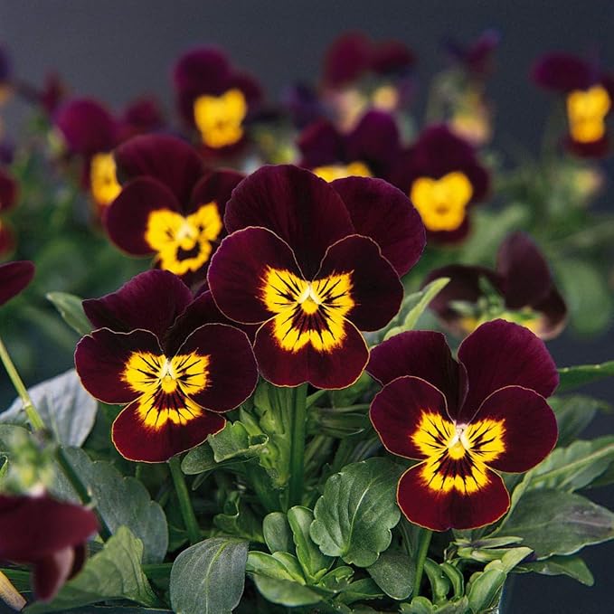 Outsidepride 1000 Seeds Perennial Viola Bambini Flower Seed Mix for Planting