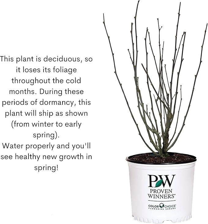 2 Gallon Proven Winners Hibiscus White Pillar Shrub