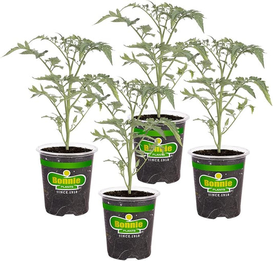 Bonnie Plants 202188 Super Sweet 100 Cherry Tomato, Red