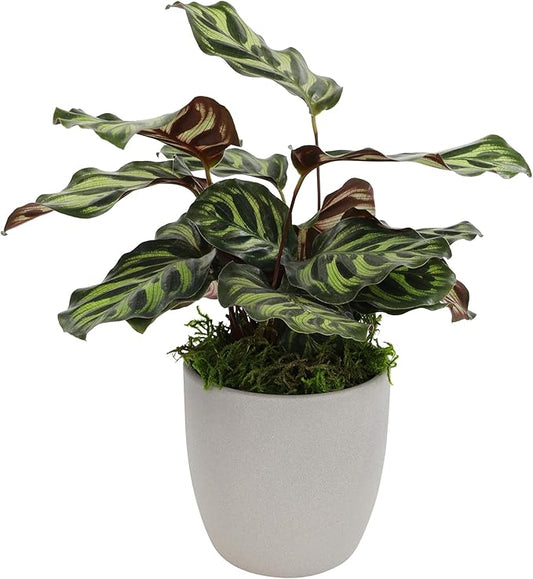 Non-Toxic Calathea Prayer Plant Decor, Desk Plant in 4" Stone Planter, Pet Safe Plants, Live Plant for Low Light Home, Calathea Plant Gift, Decorative Plants & House Plants by Plants for Pets