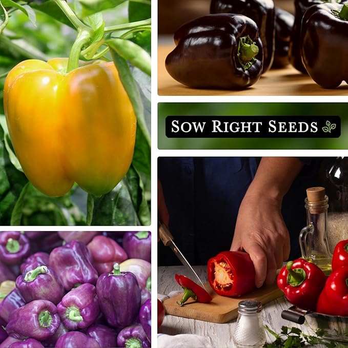 Sow Right Seeds - Sweet Bell Pepper Seed Collection for Planting a Home Garden - Red, Yellow, Purple, Orange and Chocolate Brown Bell Peppers - Non-GMO Heirloom Variety Pack Vegetable Seeds to Plant