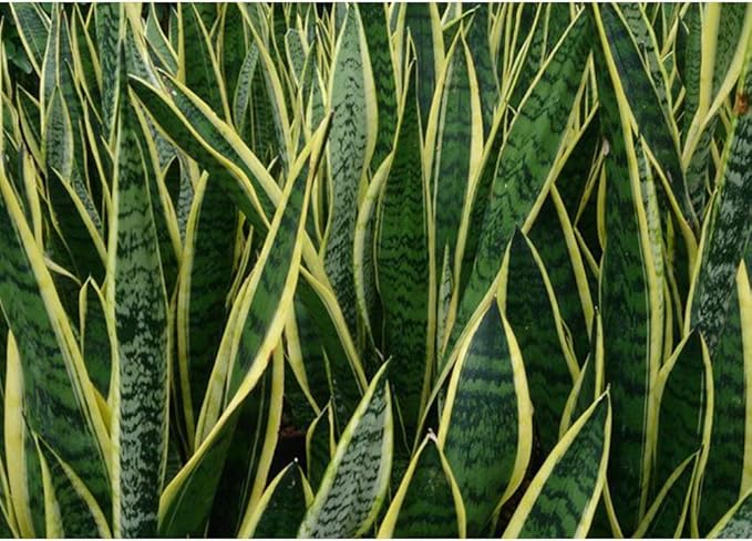 American Plant Exchange Snake Plant, Live Yellow Sansevieria, Laurentii, Easy-to-Care Large Air-Purifying Houseplant, 10-Inch Pot, 2-3ft Tall, Perfect for Home, Office & Garden Décor