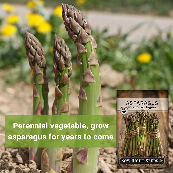 Sow Right Seeds - Mary Washington Asparagus Seed for Planting - Non-GMO Heirloom Packet with Instructions to Plant an Outdoor Home Vegetable Garden - Classic Perennial Stalks with Hearty Flavor (1)