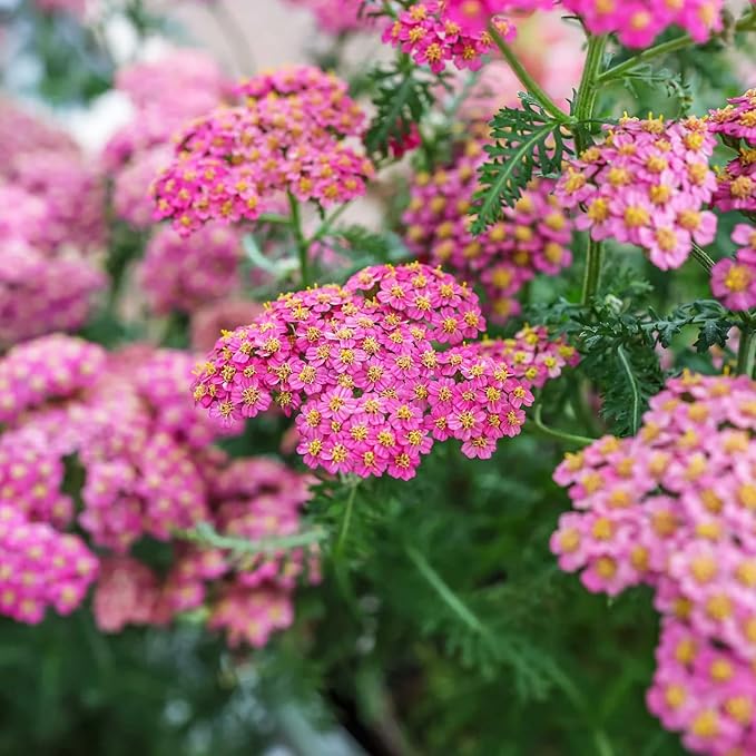 1000+Perennial Mixed Yarrow Flowers Seeds for Planting Outdoor Garden, Non-GMO,Heirloom