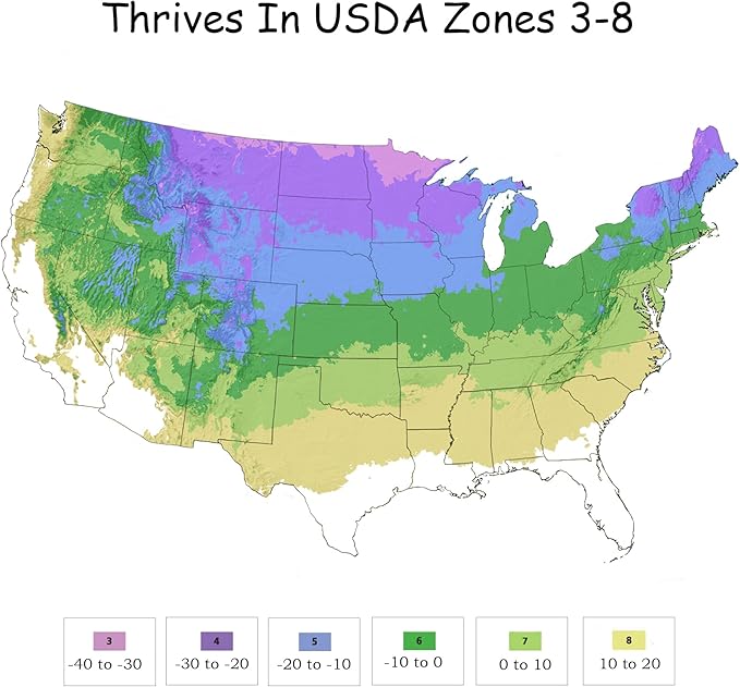 2 Gal. Little Lime Hydrangea Shrub