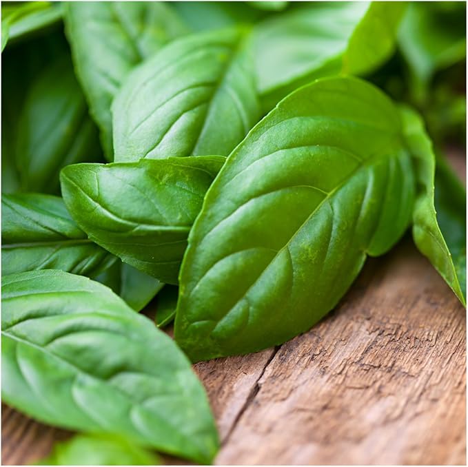 Seed Needs, Culinary Basil Herb Seed Packet Collection (8 Individual Basil Seed Varieties for Planting) Non-GMO & Untreated