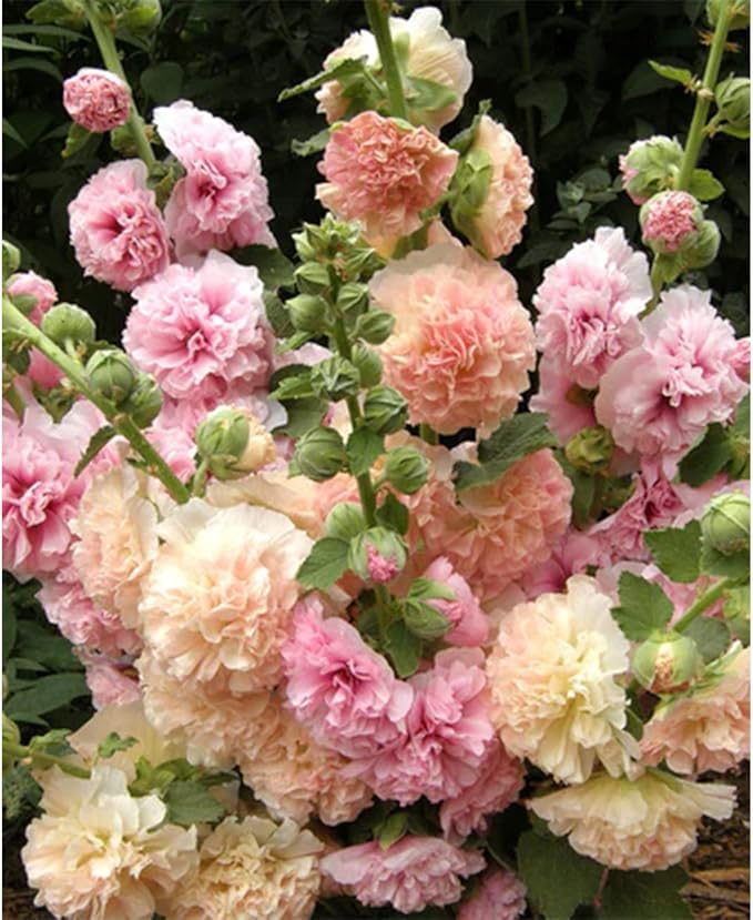 300+ Hollyhock Seeds Carnival Mix Giant Mallow Double Hollyhock Flowers Seed Perennial Outdoor Home Garden Flower