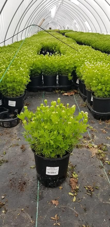 Galium odoratum (Sweet Woodruff) Perennial, white flowers, 1 - Size Container