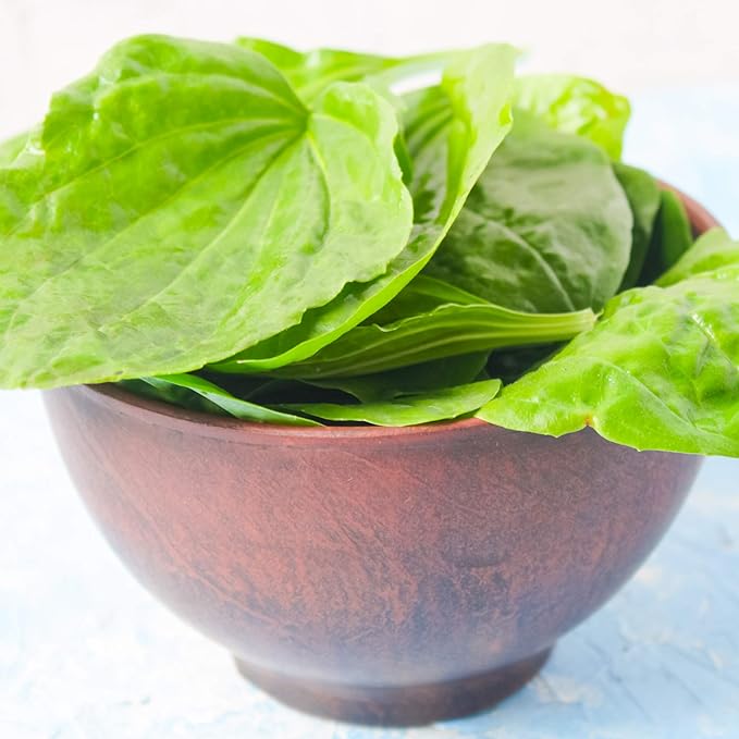 Outsidepride 10000 Seeds Perennial Common Green Plantain Herb Garden Seed for Planting