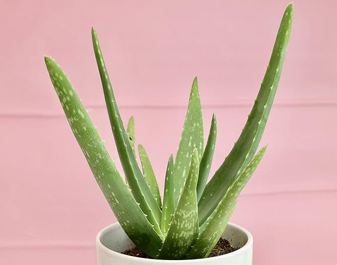 Aloe Vera Plant Live Succulent Plants (3 Pack), Live Aloe Vera Plant Succulents, Live Aloe Plant in Aloe Plant Pot, Aloe Plants Live Indoor Plants, Succulents Live House Plants by Plants for Pets