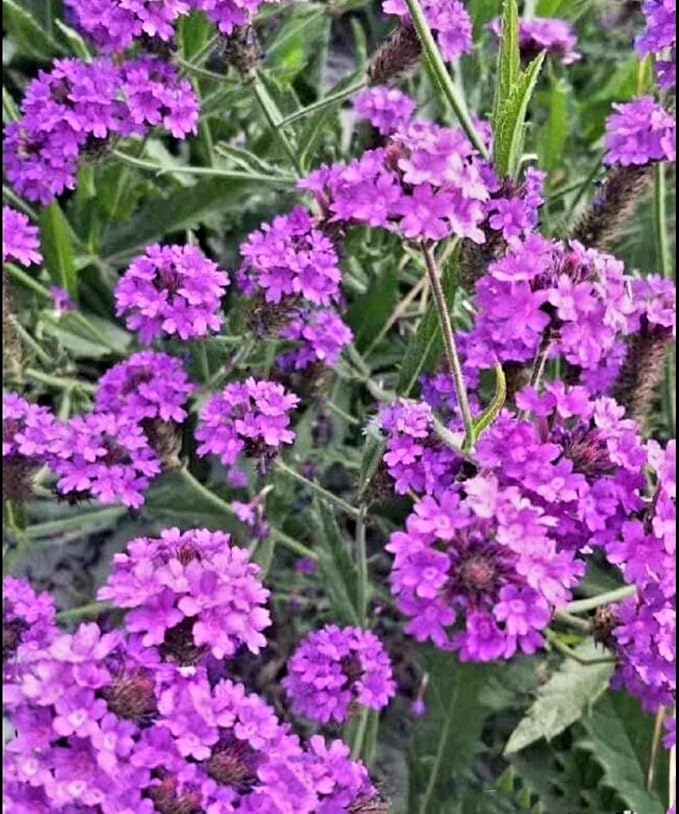 12000 Blue Vervain Flower Seeds Verbena Purpletop Vervain Verbena Officinalis