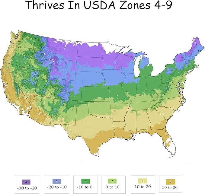 2 Gal. Summer Crush Hydrangea Shrub