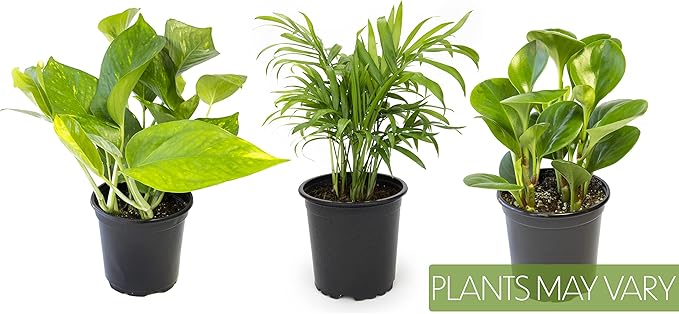 Essential Houseplant Collection (3PK) Live Plants Indoor Plants Live Houseplants in Plant Pots, Easy House Plants Indoors Live, Snake Plant, Pothos in Potting Soil, Clean Air Plants by Altman Plants